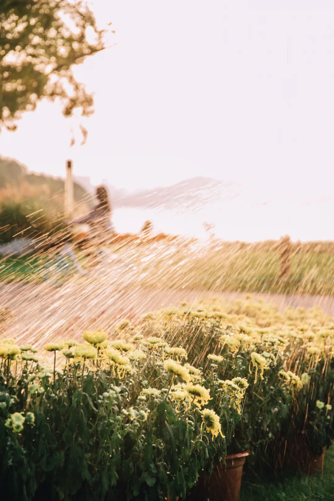 去东湖看花,去东湖看风景