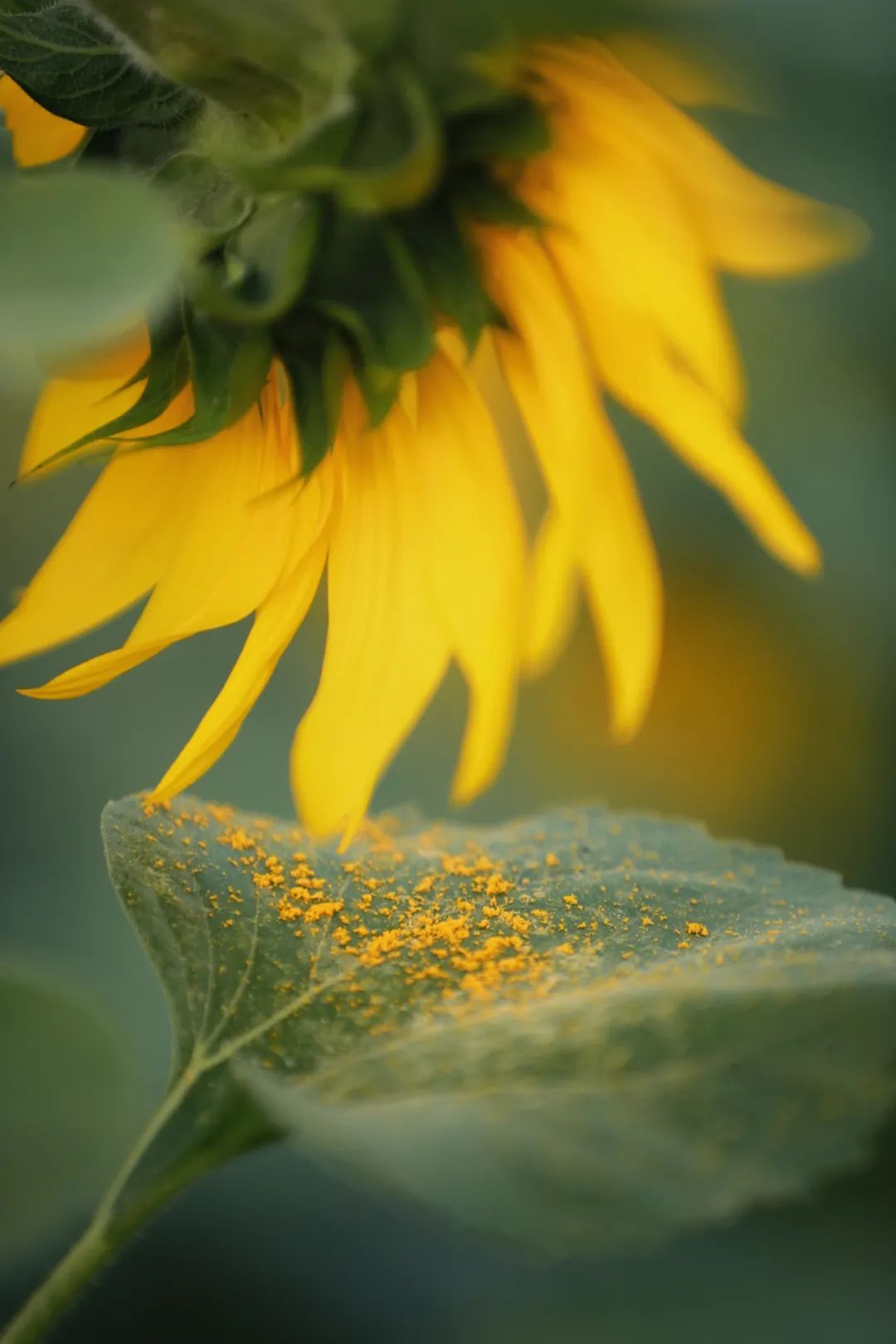 去东湖看花,去东湖看风景
