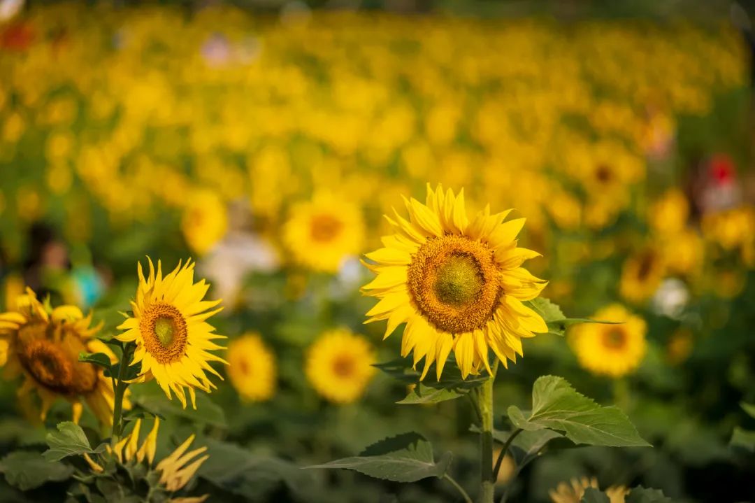 去东湖看花,去东湖看风景