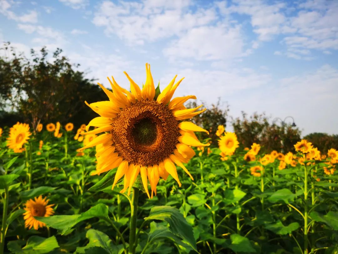 去东湖看花,去东湖看风景