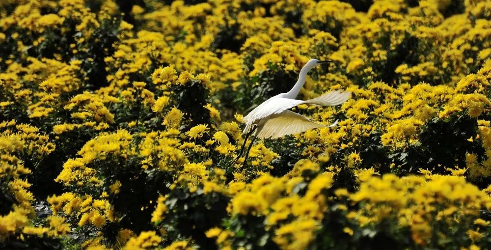 无锡热门旅游城市线路,无锡景点最佳旅游路线推荐