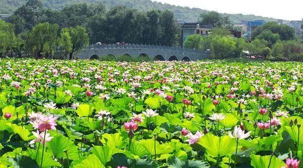 李正善和丹凤眼,李正善作品