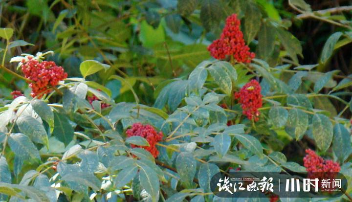 王维诗中提到的茱萸是什么,重阳节唐诗里的茱萸指的是谁