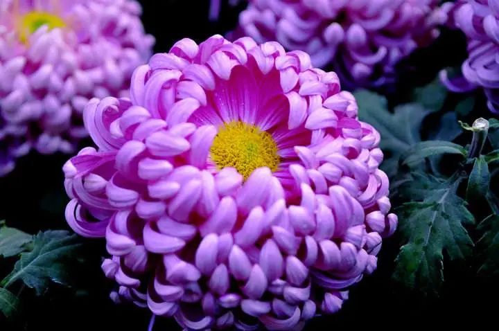 今日重阳又见重阳,今日重阳愿岁月伴你安康图片