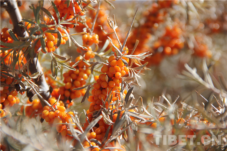 西藏脱贫攻坚全景录,西藏打赢打好精准脱贫攻坚战