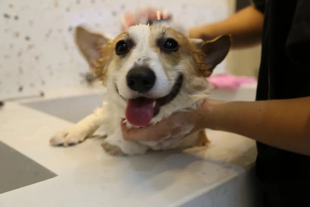 南京广电第六届萌宠节,南京广电萌宠节