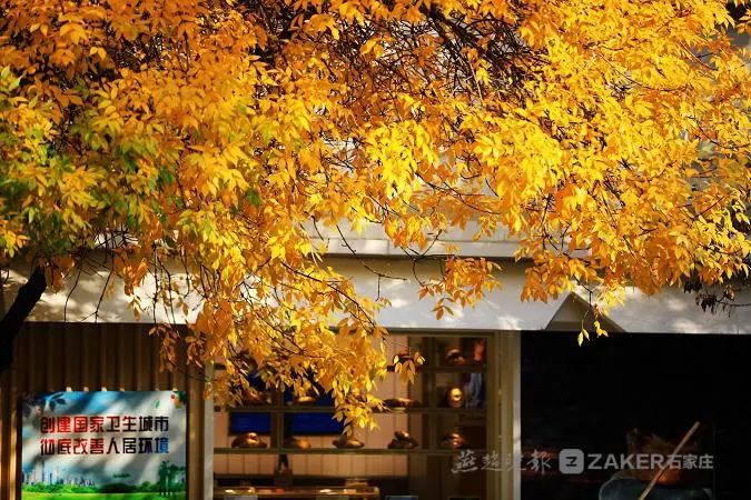 白蜡树下人如潮，勿忘城中多妖娆！你身边还有这些网红打卡地→