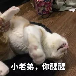 撸猫得怪病,儿童撸猫得病