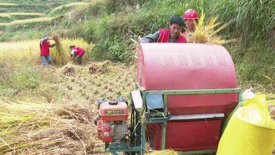 二十年荒地换“新装”！青田这个村走上致富“稻”路