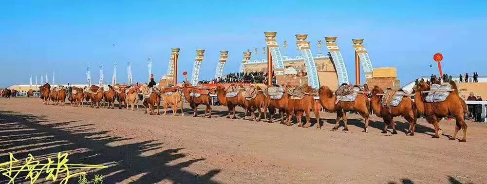 额济纳旗骆驼节,额济纳旗第三届骆驼那达慕