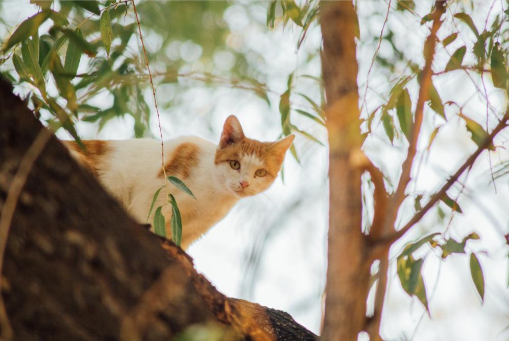“天猫”来了？天大的猫猫们有自己的表情包啦！点击*载下**