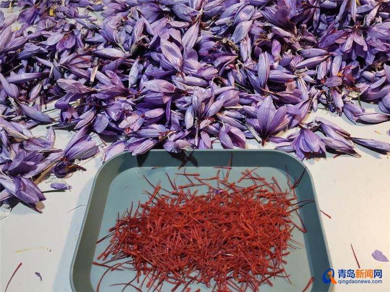 崂山北宅：地里种出了“软黄金”，每斤上万元，种植规模将达200亩