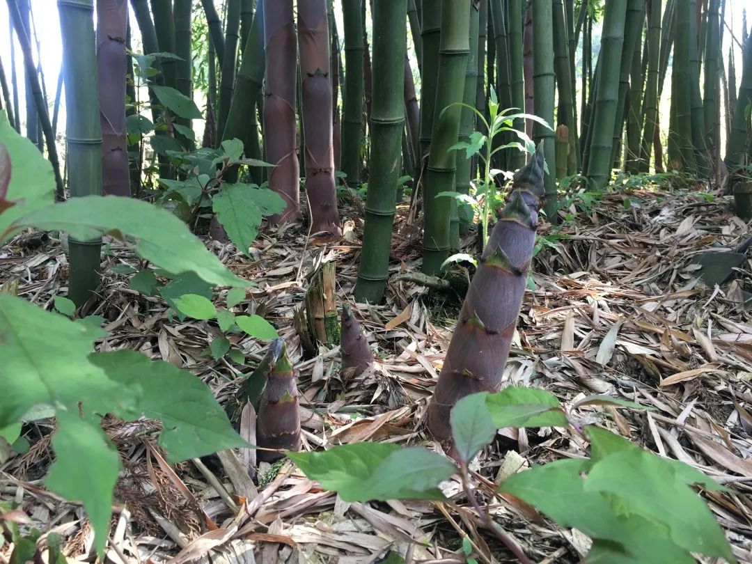 百里杜鹃民宿推荐,贵州百里杜鹃附近民宿