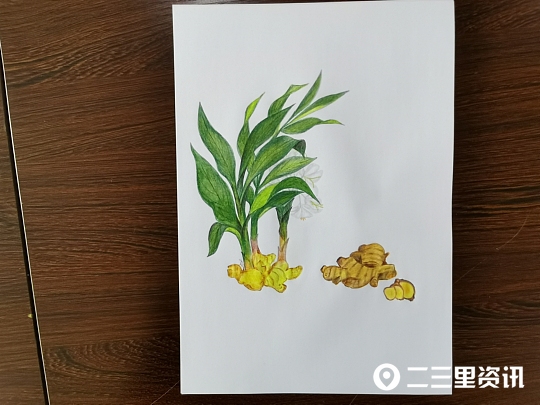 各种中药的画法,珍贵的中草药手绘图文