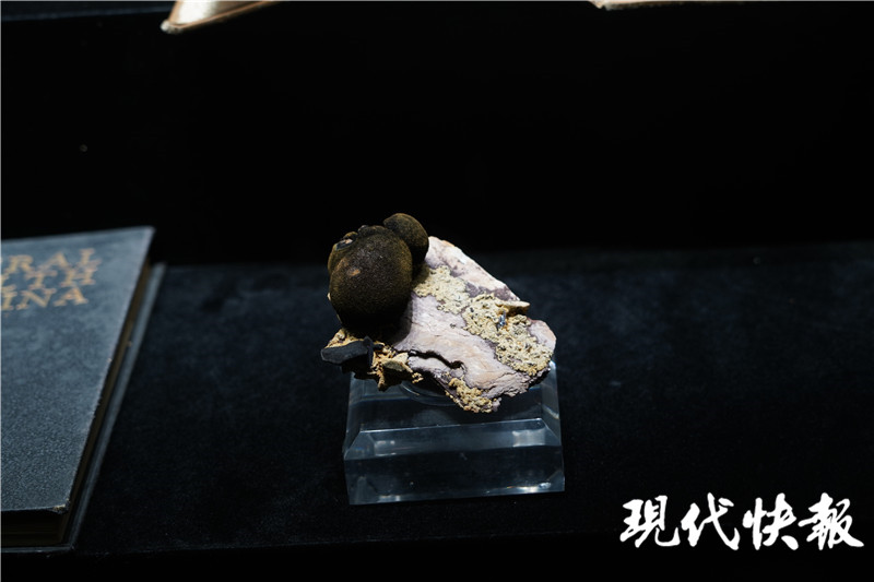 金枝玉叶文创产品南博,南博玉展