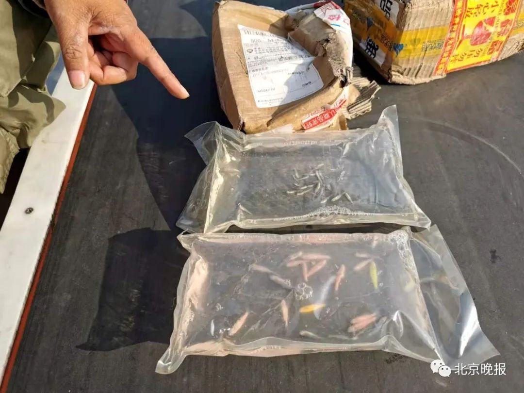 官方回应大面积快递停摆,全国快递网点大面积停摆官方回应