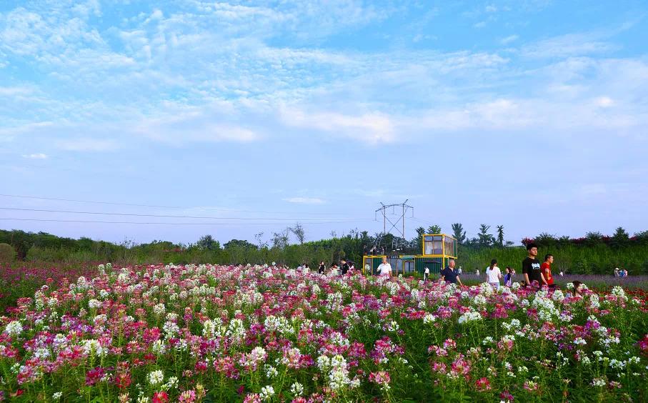 杜邑遗址风景区,杜邑花海风景区