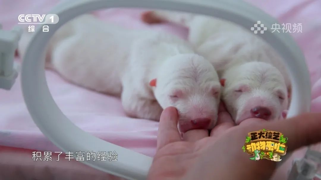 羚王如何展现王的威风？今天18:00档，CCTV-1《正大综艺·动物来啦》带您一探究竟→