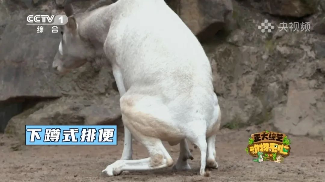 羚王如何展现王的威风？今天18:00档，CCTV-1《正大综艺·动物来啦》带您一探究竟→