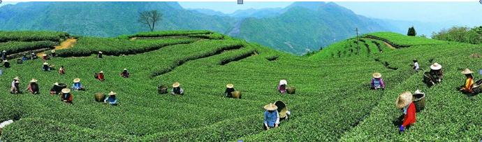 我国著名的红茶,祁门红茶曾获几次国际金奖