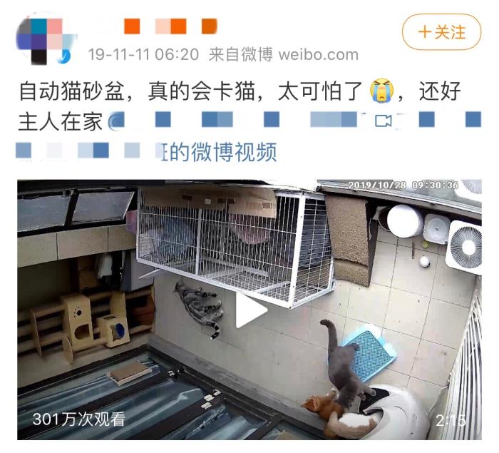 猫咪铲屎官的呼唤,猫咪听铲屎官的召唤