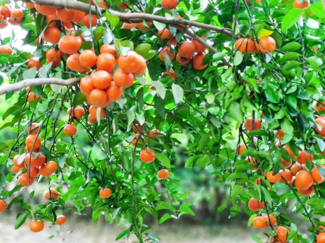 沙糖桔成熟果软,肇庆四会沙糖桔