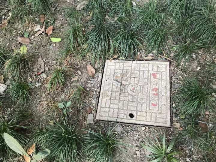 物业有义务帮忙抓老鼠吗,小区老鼠出没社区帮忙消灭