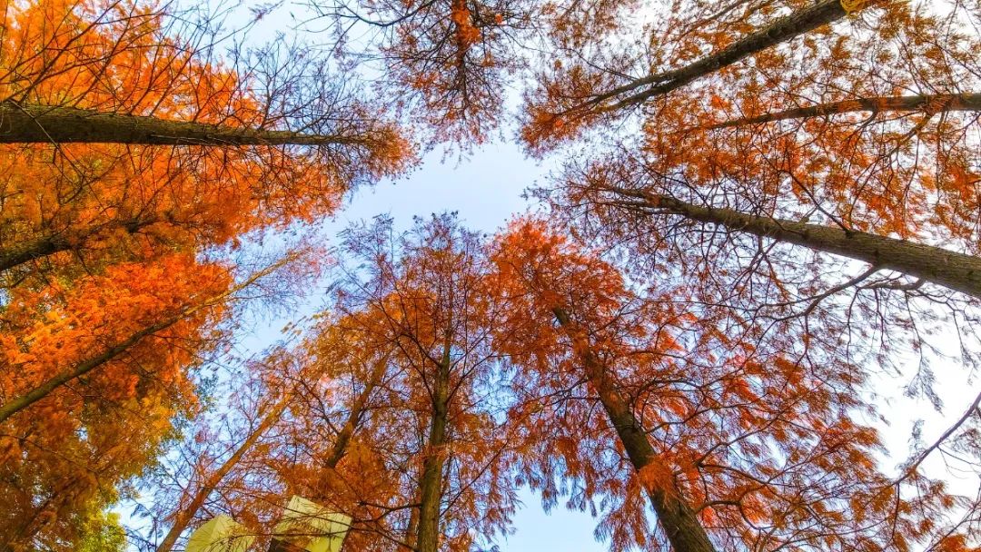 1月最美的佛山藏在这里！全部免费赏！