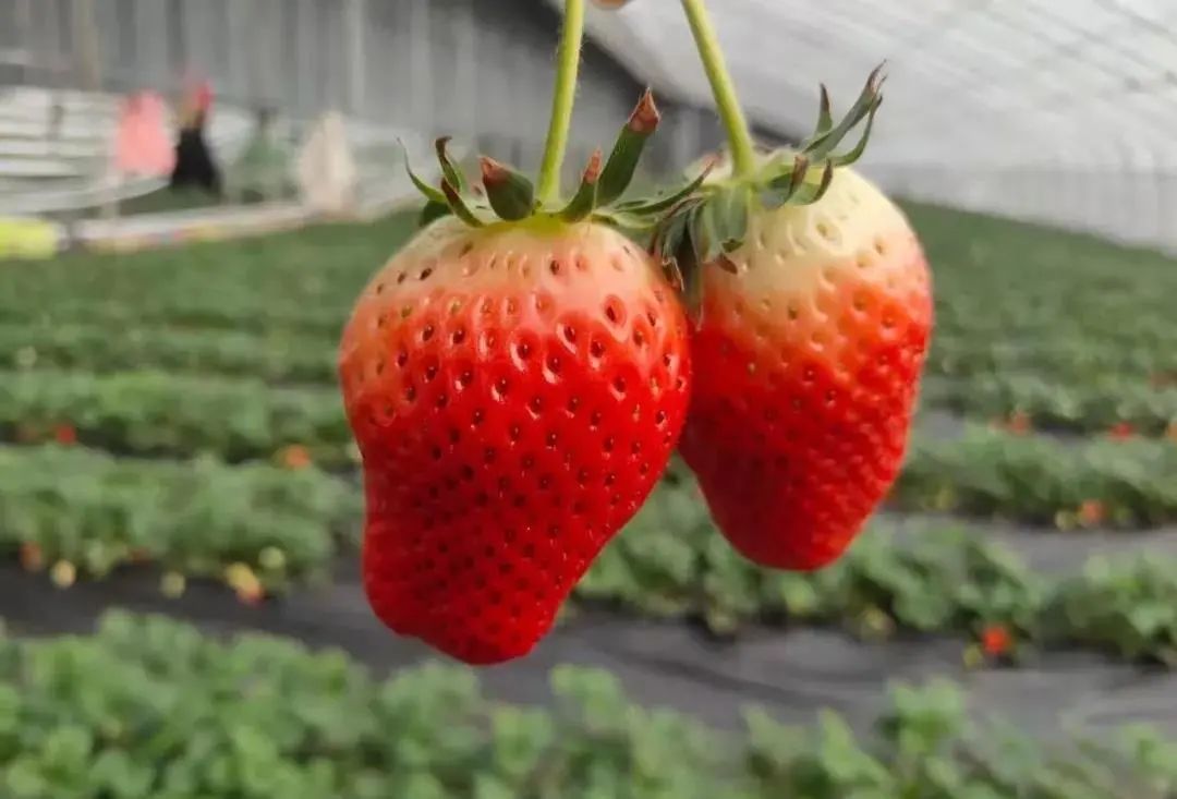 青岛采摘旅游攻略,青岛春节草莓采摘攻略