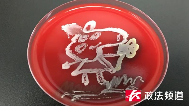 医生用细菌作画,用细菌作画你见过吗