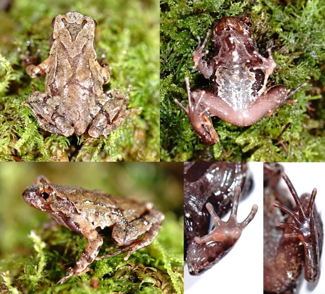 丽水发现百山祖角蟾数量,百山祖角蟾发现的过程