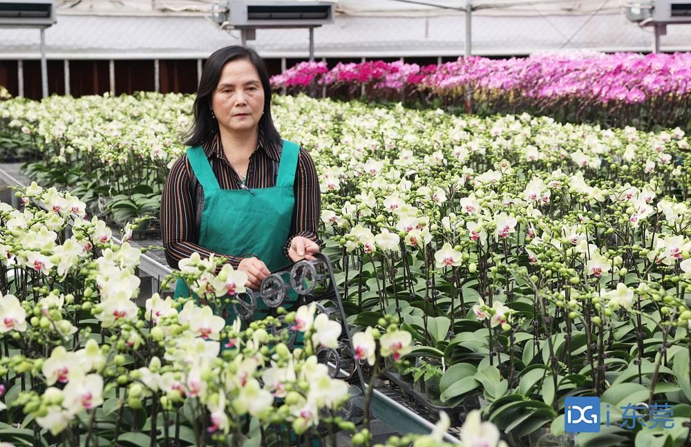 新春走基层｜6万株兰花售出近四分之三，石碣这名花农是怎样做到的？