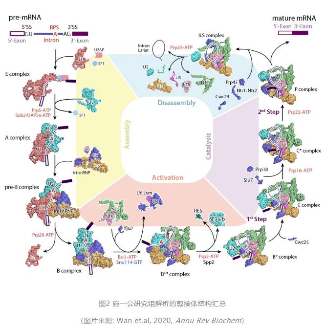 西湖大学校长施一公团队最新研究,施一公电镜结构技术含量