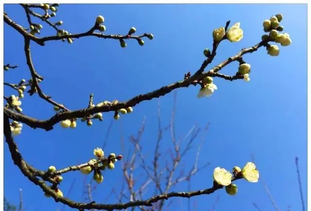 上海大观园的门票多少钱,盘龙大观园门票价格