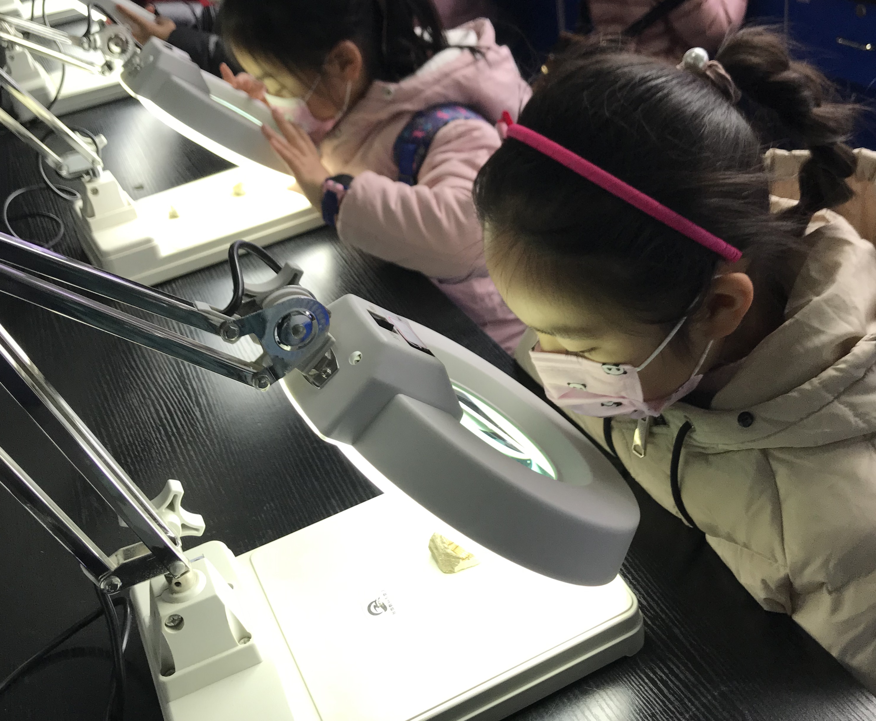 南京古生物博物馆6亿年海绵化石,南京地质博物馆恐龙化石要预约吗