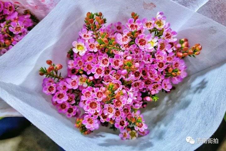 济南花卉市场哪个最大最出名,开放的济南花卉市场有哪些