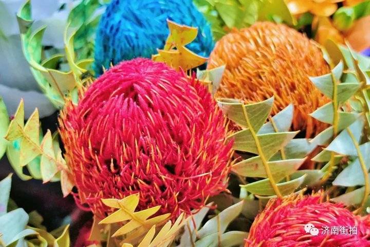 济南花卉市场哪个最大最出名,开放的济南花卉市场有哪些