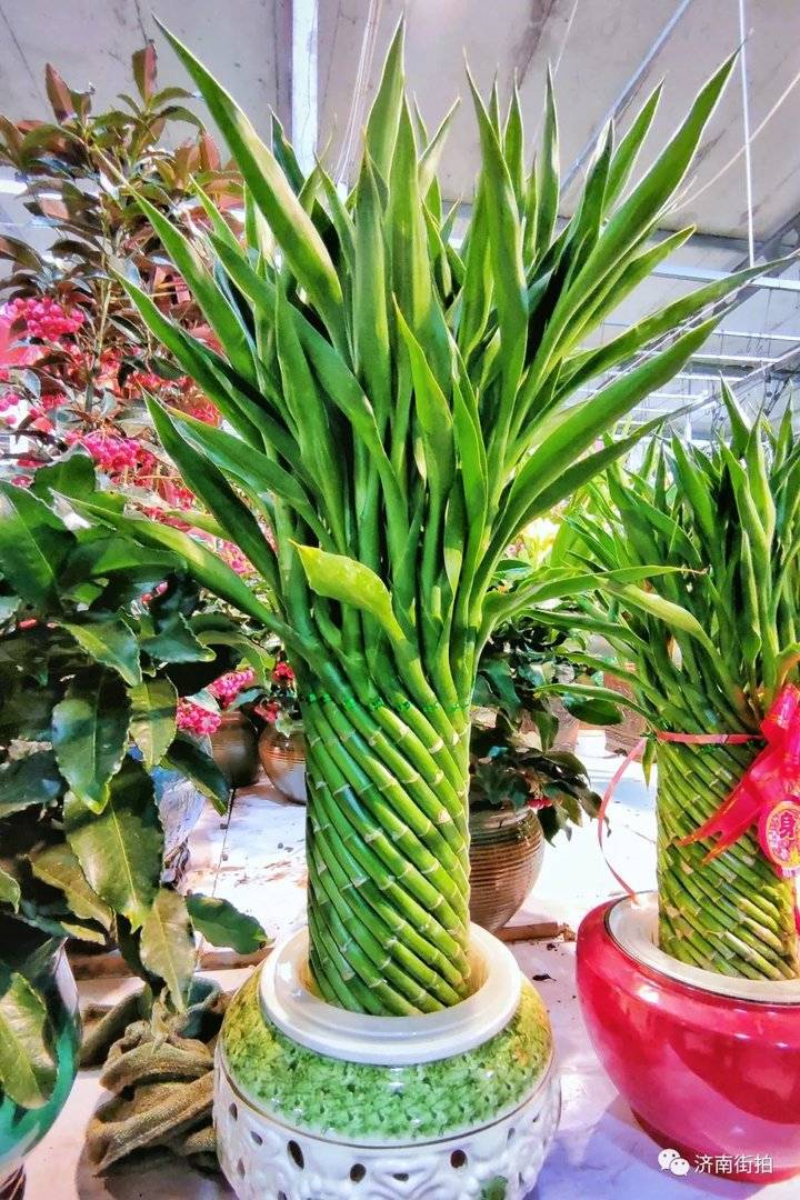 济南花卉市场哪个最大最出名,开放的济南花卉市场有哪些