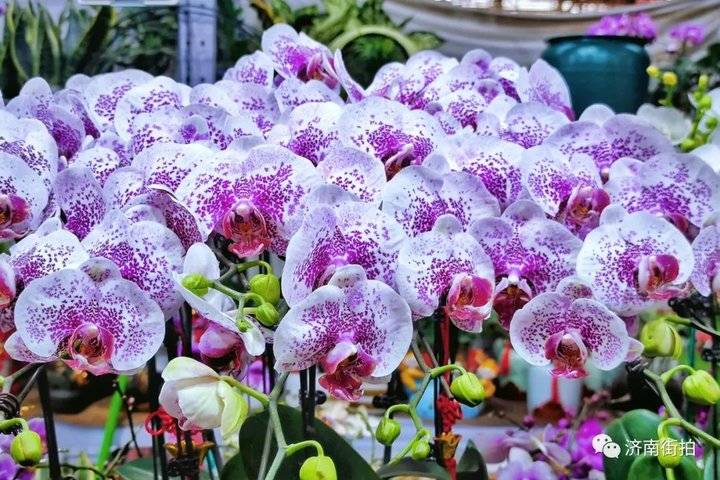 济南花卉市场哪个最大最出名,开放的济南花卉市场有哪些