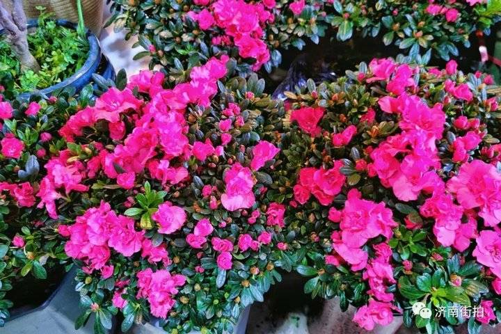 济南花卉市场哪个最大最出名,开放的济南花卉市场有哪些