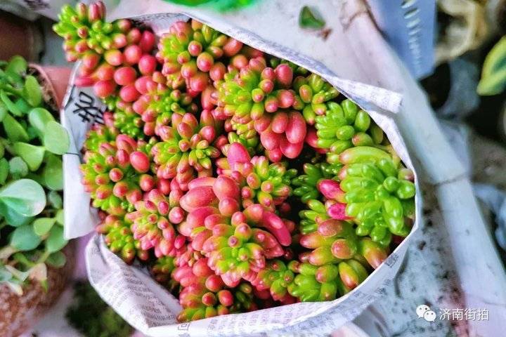济南花卉市场哪个最大最出名,开放的济南花卉市场有哪些