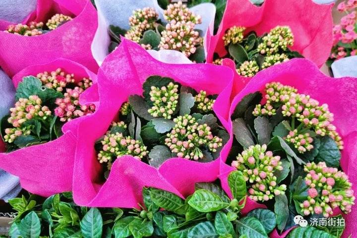 济南花卉市场哪个最大最出名,开放的济南花卉市场有哪些