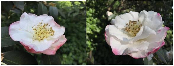 千姿百媚的山茶,千姿百媚的山茶图片