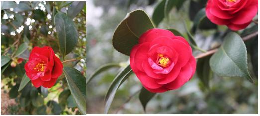 千姿百媚的山茶,千姿百媚的山茶图片