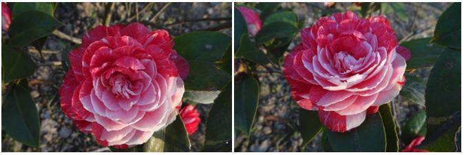 千姿百媚的山茶,千姿百媚的山茶图片