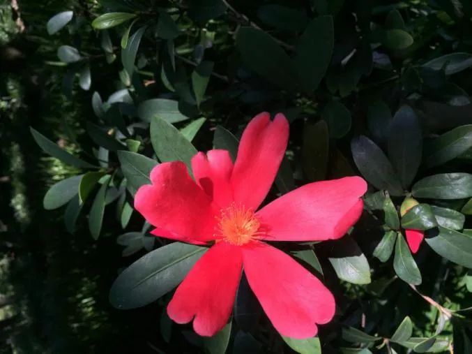 千姿百媚的山茶,千姿百媚的山茶图片