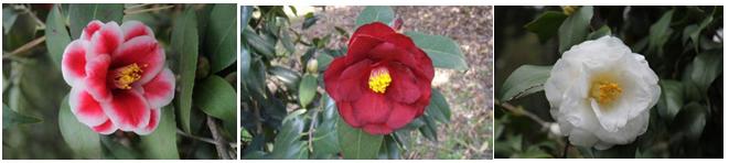 千姿百媚的山茶,千姿百媚的山茶图片