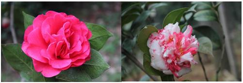 千姿百媚的山茶,千姿百媚的山茶图片