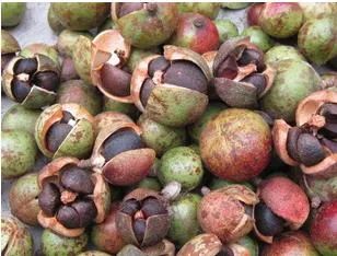 千姿百媚的山茶,千姿百媚的山茶图片