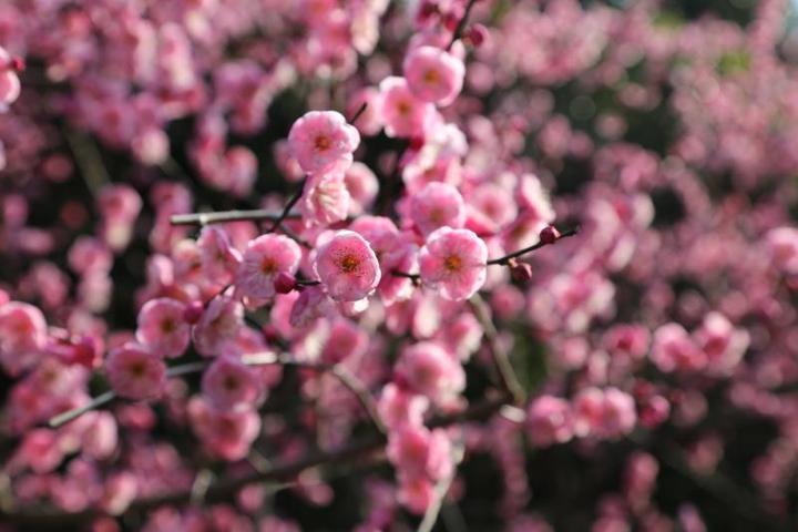 杭州赏梅花的最佳景点在哪里,杭州西湖孤山梅花初绽引游人